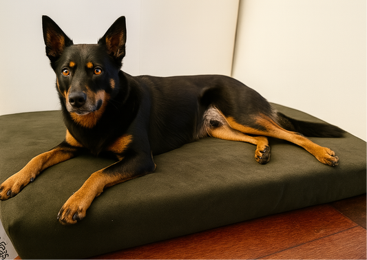Medium Orthopedic Dog Bed No Cushions - Eco Friendly & Non-Toxic