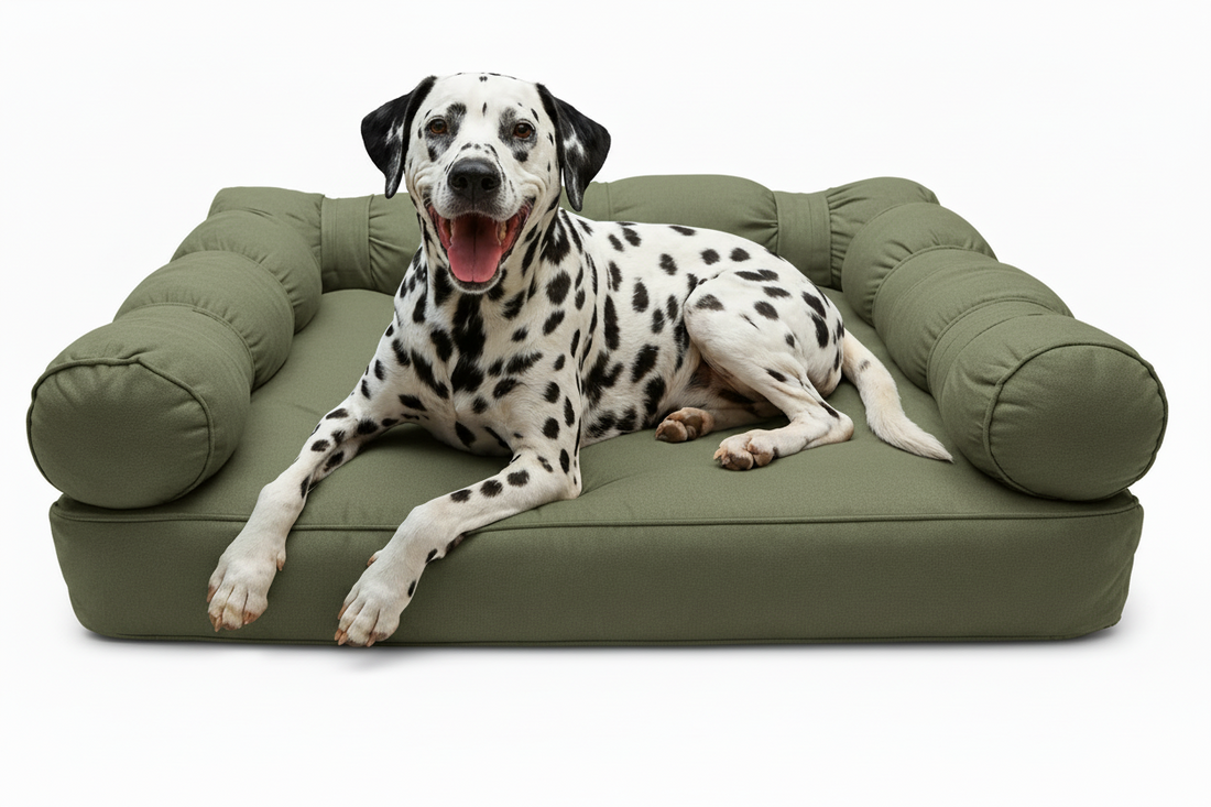 RSPCA recommended lifestyle adjustments for dogs with arthritis