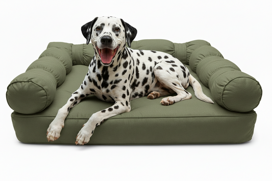 RSPCA recommended lifestyle adjustments for dogs with arthritis