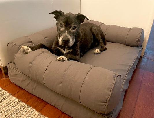 Medium Eco Dog Couch with three bolster cushions featured in Charcoal grey