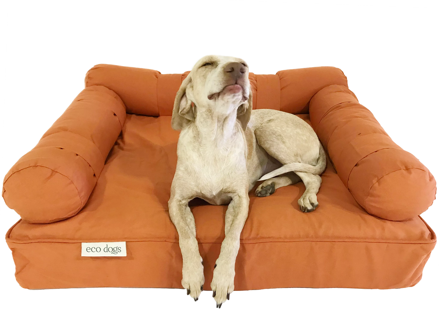 happy dog on an eco orthopedic dog bed