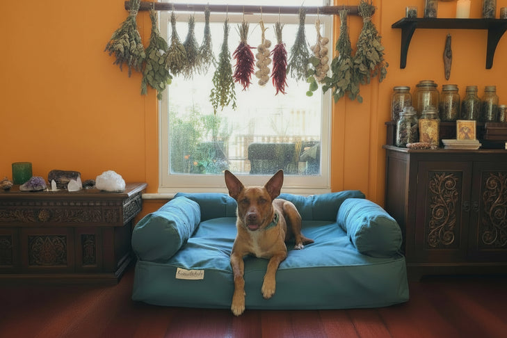 XLarge eco couch with three bolster cushions Eco Dogs Aust